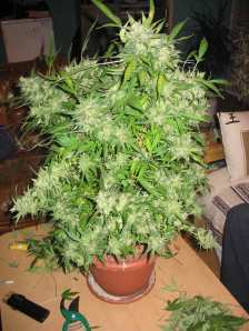 recolte-cannabis1